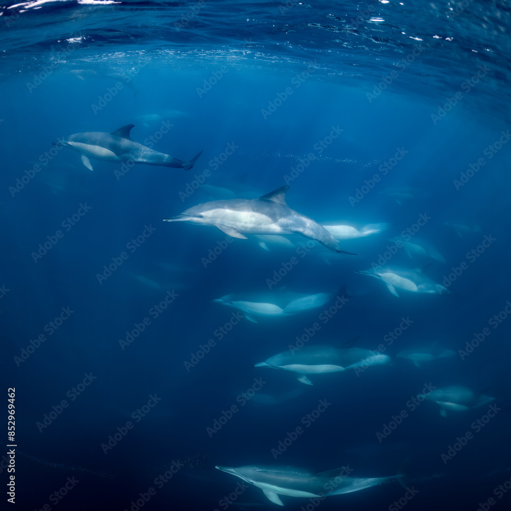 Pod of common dolphins (Delphinus delphis) swimming in the Atlantic Ocean near the Western Cape coast of South Africa Pod of common dolphins (Delphinus delphis) swimming in the Atlantic Ocean near the Western Cape coast of South Africa