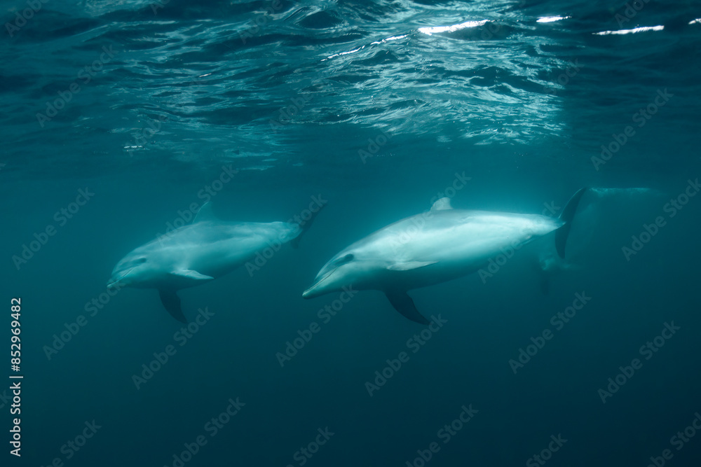 common bottlenose dolphin or Atlantic bottlenose dolphin (Tursiops truncatus) common bottlenose dolphin or Atlantic bottlenose dolphin (Tursiops truncatus)