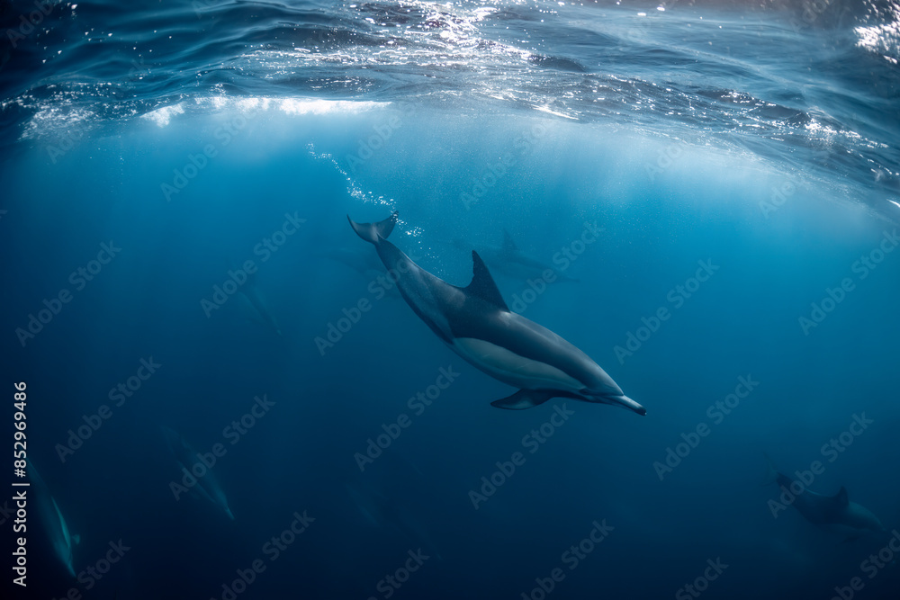 Pod of common dolphins (Delphinus delphis) swimming in the Atlantic Ocean near the Western Cape coast of South Africa Pod of common dolphins (Delphinus delphis) swimming in the Atlantic Ocean near the Western Cape coast of South Africa