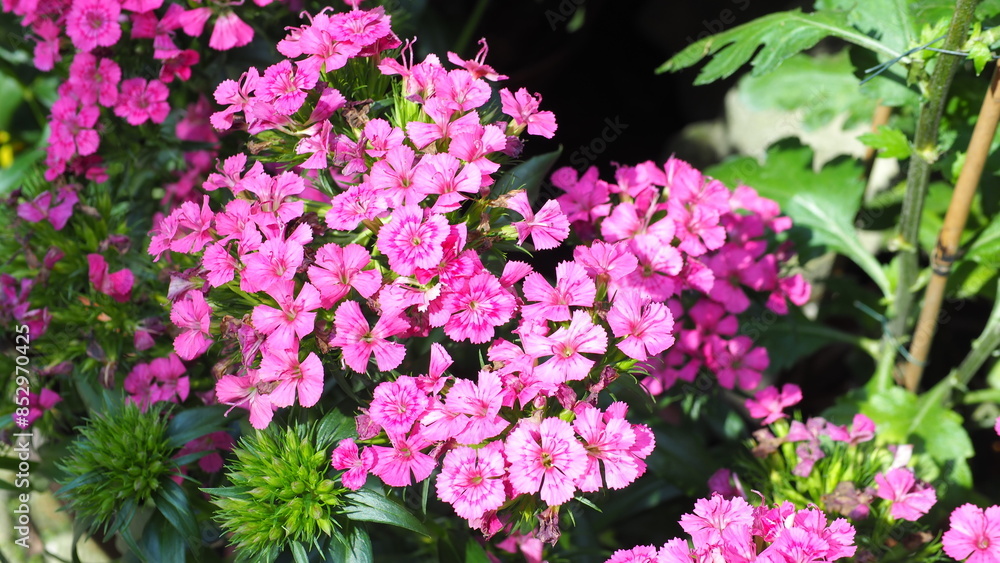 2 Clusters of purple pink flowers of Dianthus barbatus (the sweet William) in middle of screen, buds in lower left, under bright sunshine 2 Clusters of purple pink flowers of Dianthus barbatus (the sweet William) in middle of screen, buds in lower left, under bright sunshine