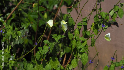 2 Yellow Emigrant butterflies (Catopsilia pomona) (Common Emigrant)  on branches of blue portweed (Stachytarpheta jamaicensis) (Seemakongini Flower) (Blue Snakeweed), and a third yellow butterfly photo