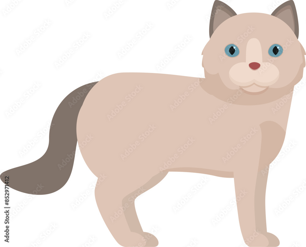 Cute ragdoll cat is standing and looking forward Cute ragdoll cat is standing and looking forward