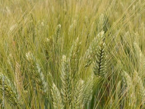 Foto Spikes and heads of almost ripe durum wheat plants on agricultural field, sunlit by summer daylight sunshine