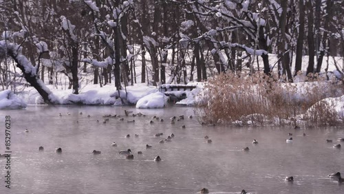 Wallpaper Mural  	北海道　冬の富良野鳥沼の朝 Torontodigital.ca