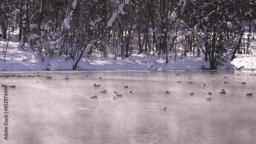 Wallpaper Mural  	北海道　冬の富良野鳥沼の朝 Torontodigital.ca