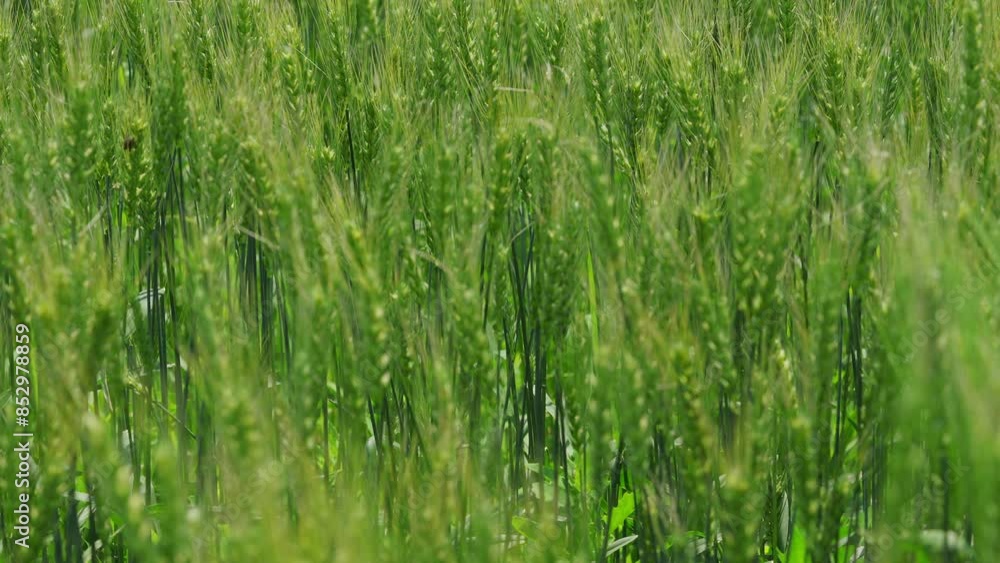 Barley fields about to mature in June in Northeast China Barley fields about to mature in June in Northeast China