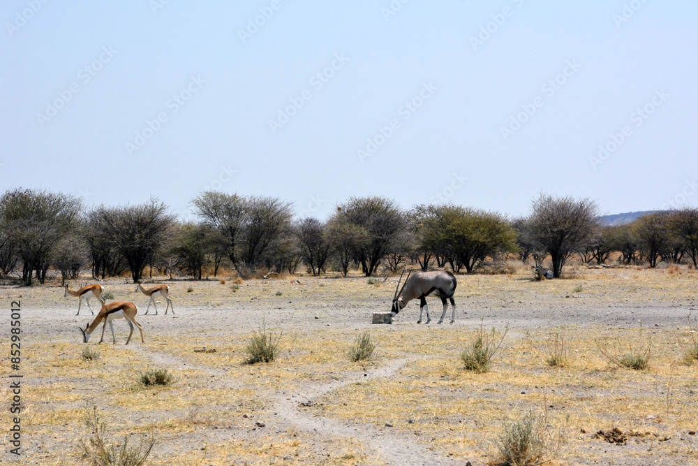 Naklejka premium Several springbok and oryx antelopes walk on the hot savannah in a natural environment in the national park. Kenya, Africa
