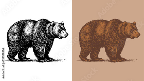 Classic engraving style 2-color vector illustration of a grizzly bear