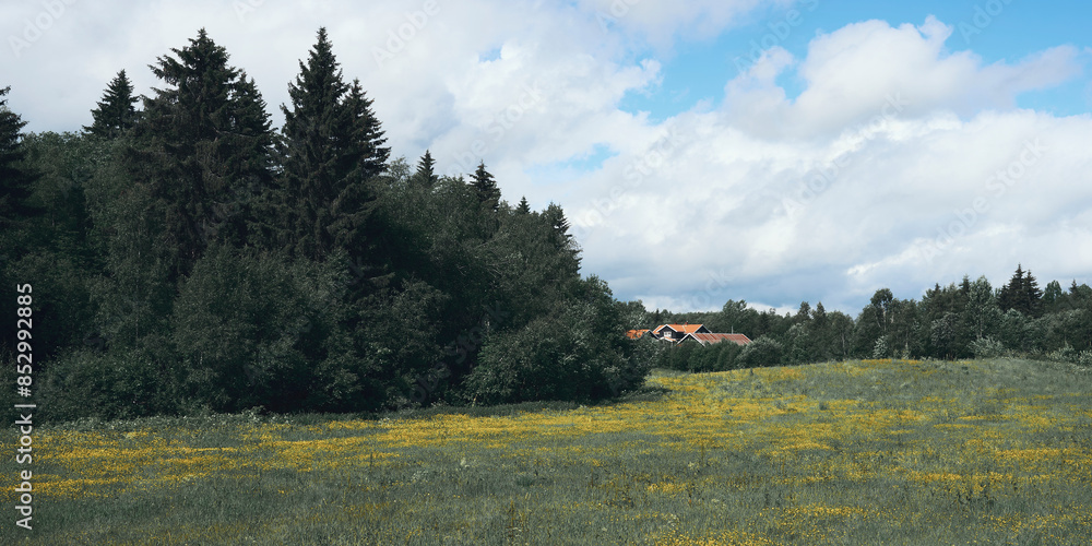 Fototapeta premium Meadows of the Majerskogen Forest of Lensbygda, Toten, Norway, a day of June 2014.