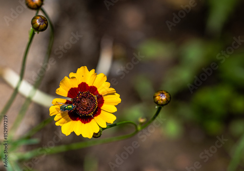 Fly on a flower photo