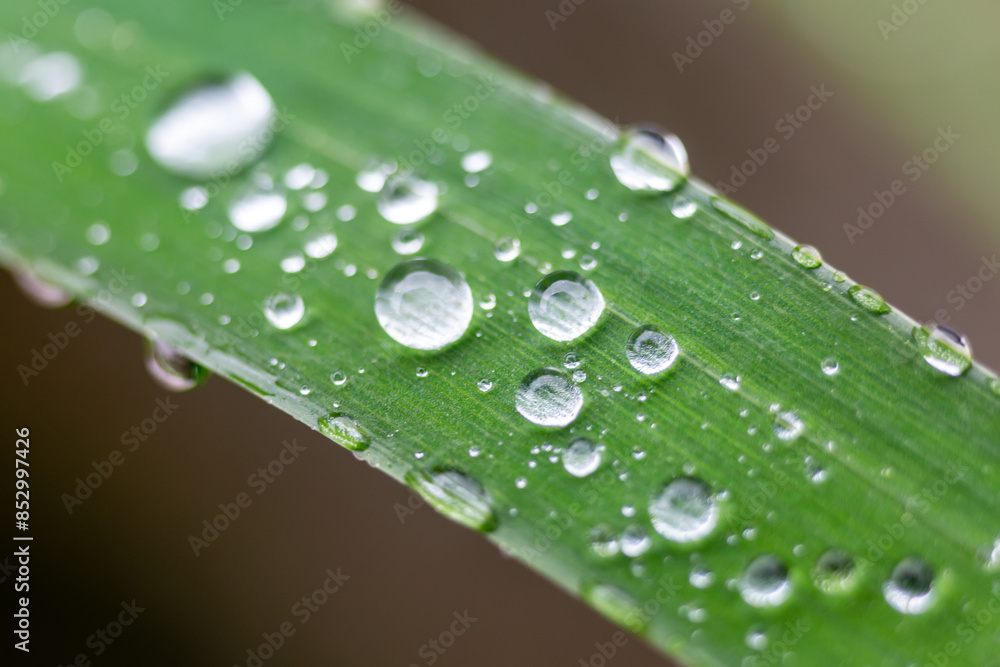 a droplet on the grass in the morning dew a droplet on the grass in the morning dew