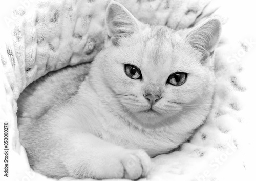 Wallpaper Mural A British Chinchilla cat in a blanket looks at the viewer Torontodigital.ca