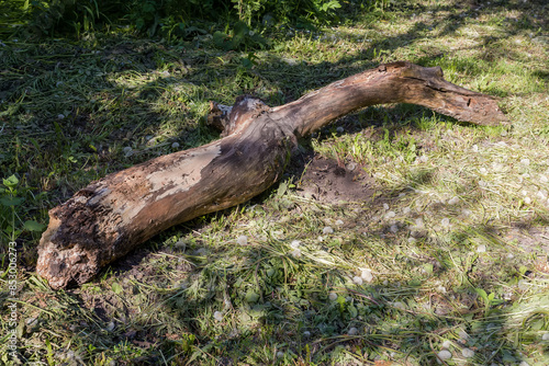 Foto Rotten trunk of fallen old tree lying on the ground