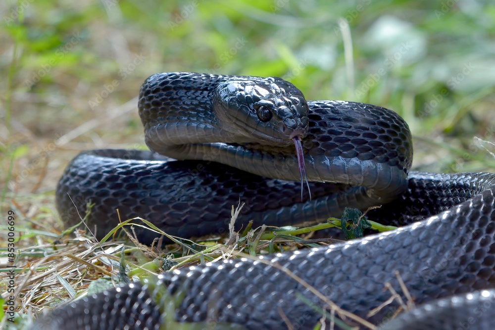 Fototapeta premium Big black boiga snake attack aggressively 