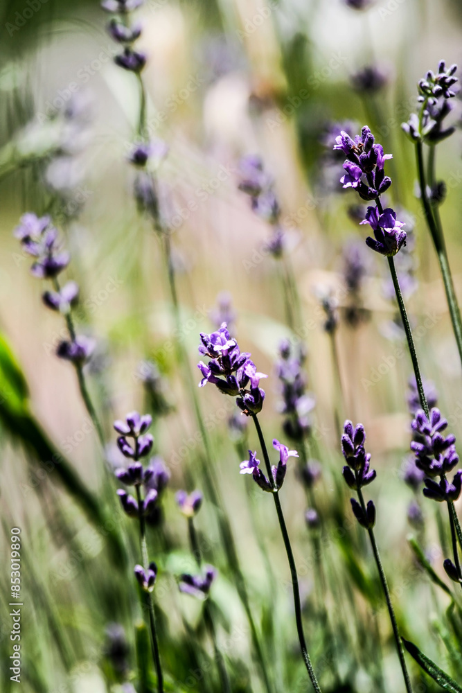 Obraz premium Flowers in mountain. Spring, flowers