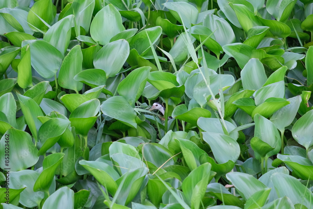 green leaves background green leaves background