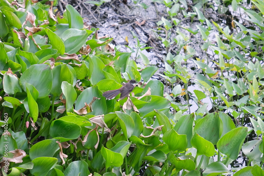 Fototapeta premium Aquatic plants and birds