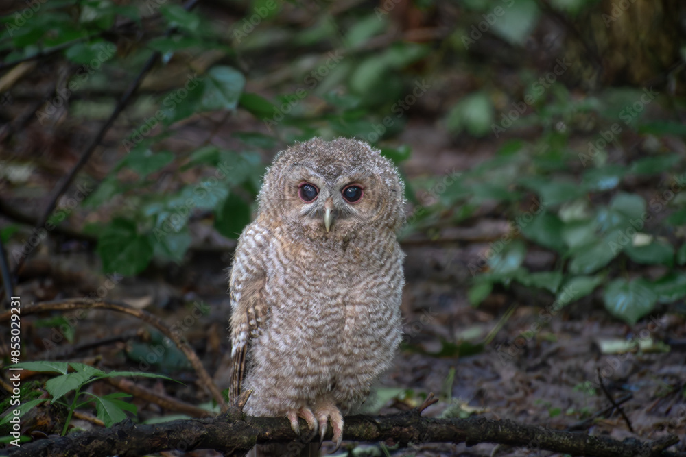 Fototapeta premium Tawny Owl in the park