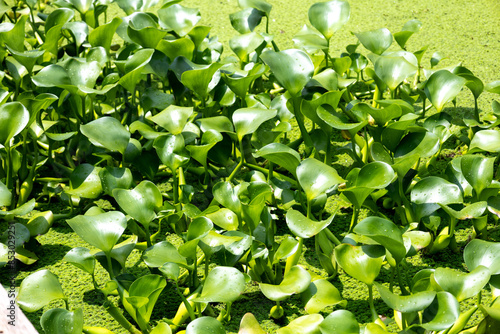 Water Hyacinth