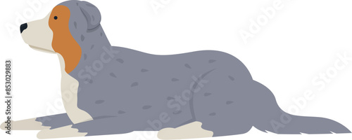 Blue merle australian shepherd dog is lying down and relaxing