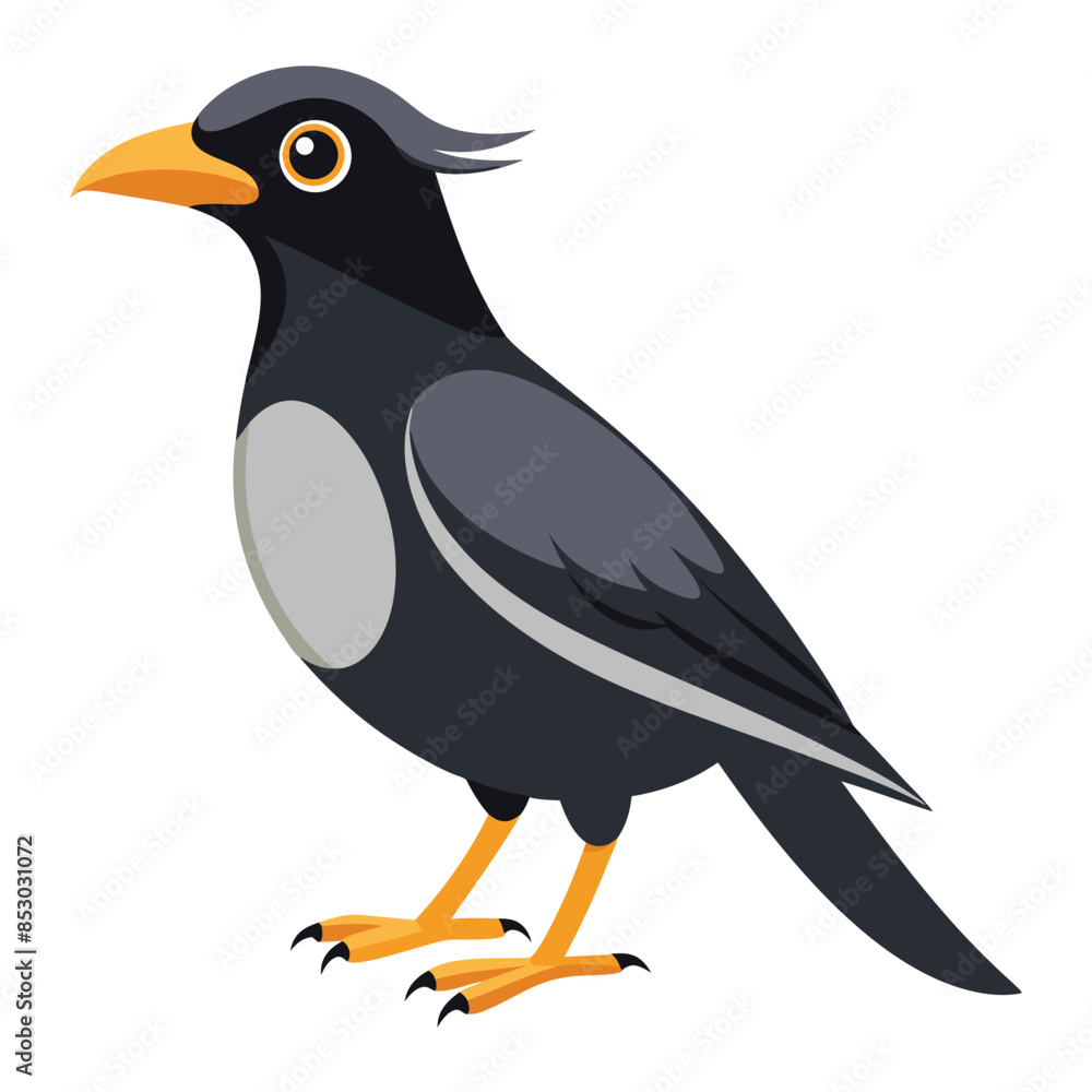 Fototapeta premium mynah bird on a white background