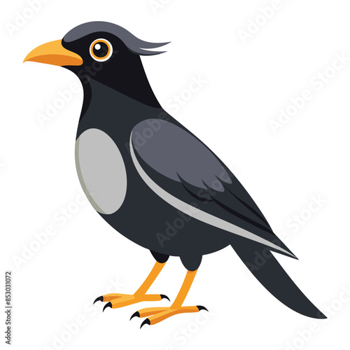 mynah bird on a white background