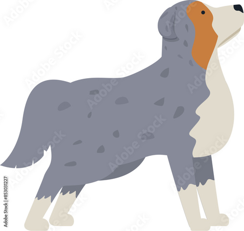 Illustration of an australian shepherd dog standing and looking up, in a side view