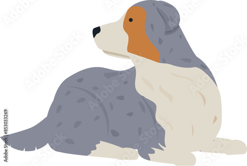 Blue merle australian shepherd dog lying down and looking away