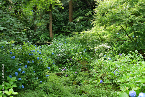 鎌倉,明月院の後庭園の色々な紫陽花 