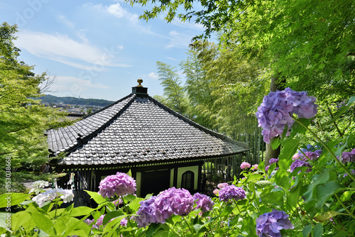 鎌倉,長谷寺の経蔵と紫陽花
