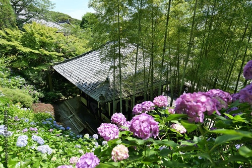 鎌倉,長谷寺の経蔵と紫陽花
