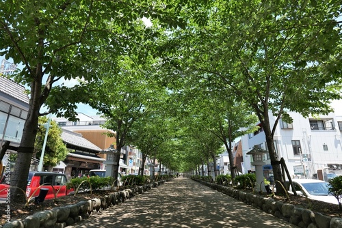 鎌倉,鶴岡八幡宮に続く参道

