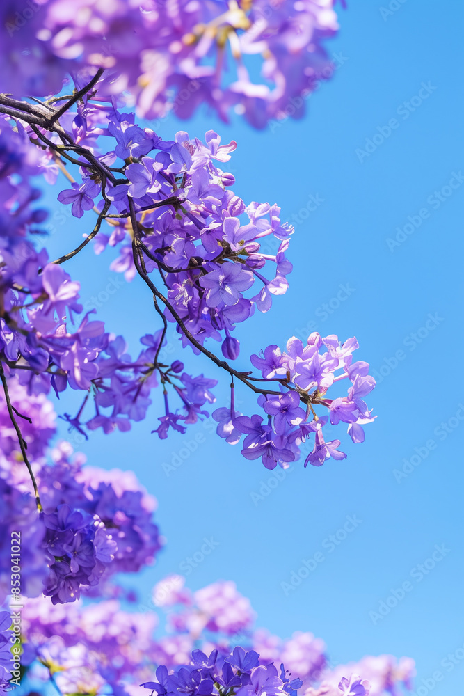 Jacaranda tree blossoms, spring sky background Jacaranda tree blossoms, spring sky background