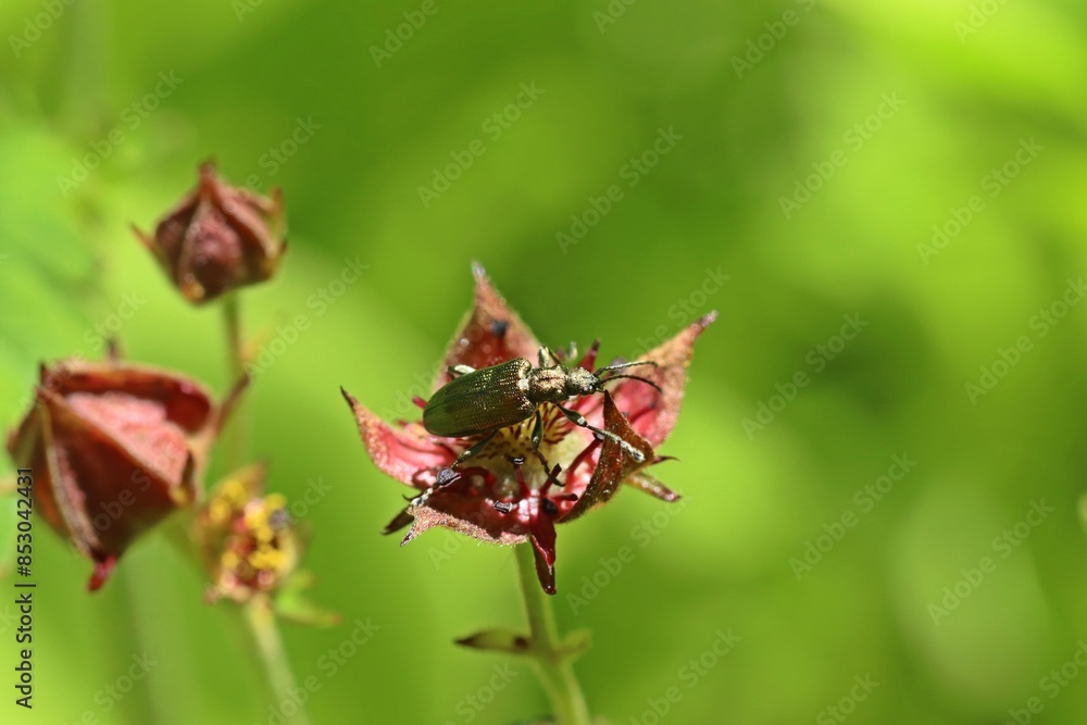 Seidiger Rohrkäfer (Plateumaris sericea) auf Blüte des Sumpf-Blutauges (Potentilla palustris) Seidiger Rohrkäfer (Plateumaris sericea) auf Blüte des Sumpf-Blutauges (Potentilla palustris)