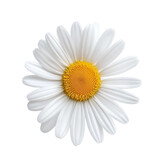 White daisy flower head isolated on transparent background