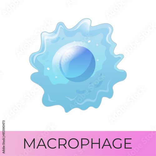 Macrophage. Myeloid system cell. Isolated vector icon
