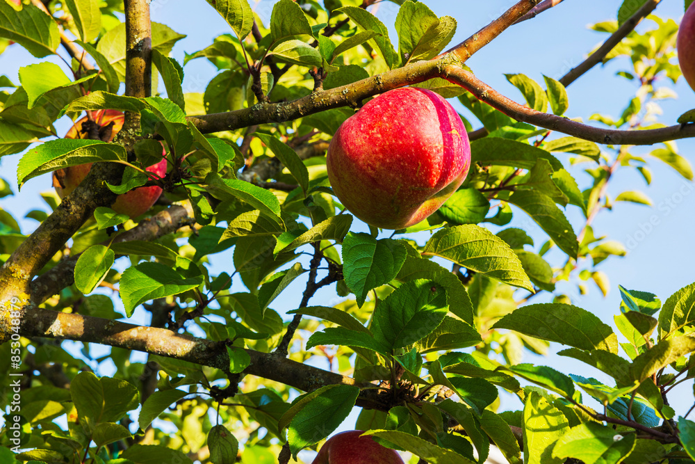 Close-up view of red apples on an apple tree on an autumn day against a blue sky. Close-up view of red apples on an apple tree on an autumn day against a blue sky.