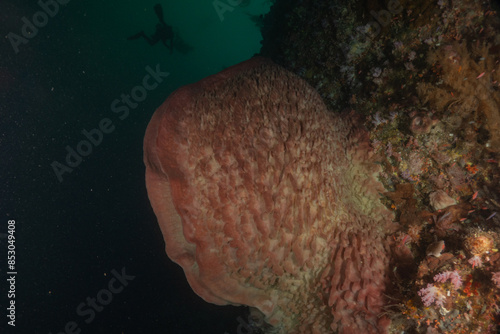 Coral reef and water plants at the Tubbataha Reefs, Philippines
 photo