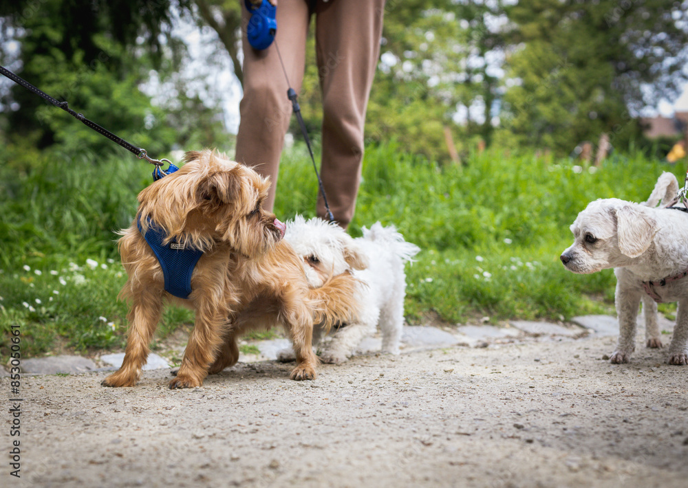 Walking dogs on a leash with people in the park. Walking dogs on a leash with people in the park.