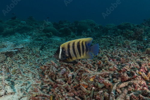 Fish swim at the Tubbataha Reefs national park Philippines 