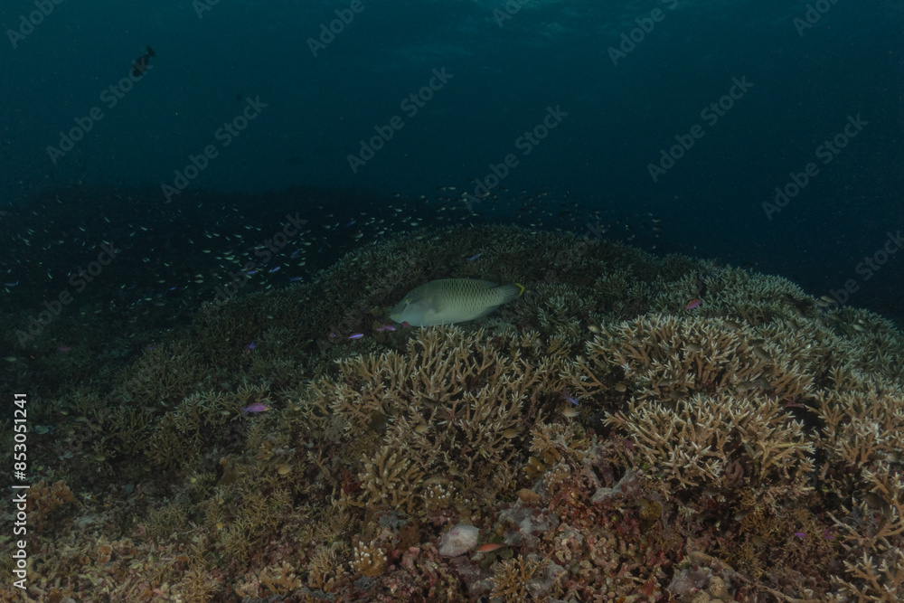 Fototapeta premium Fish swim at the Tubbataha Reefs national park Philippines