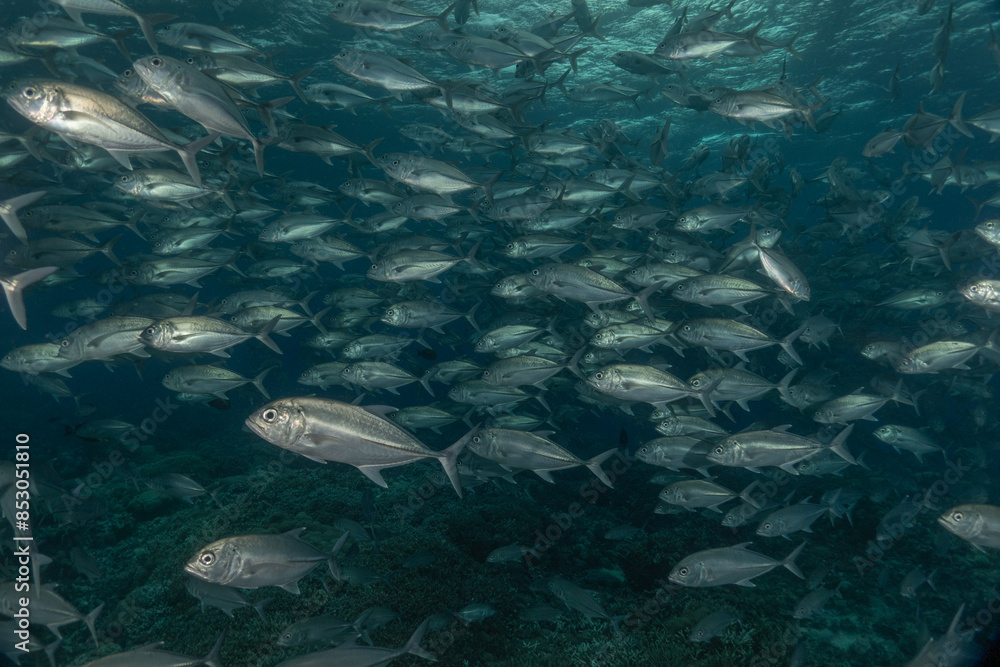 Fototapeta premium Fish swim at the Tubbataha Reefs national park Philippines 