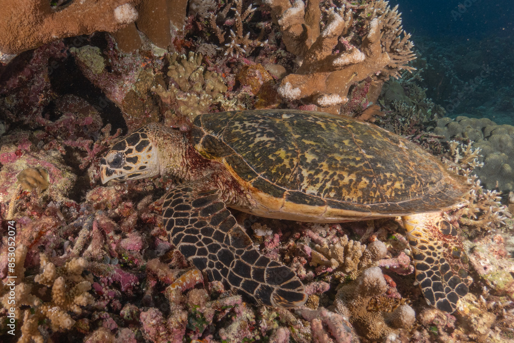 Hawksbill sea turtle at the Tubbataha Reefs national park Philippines

