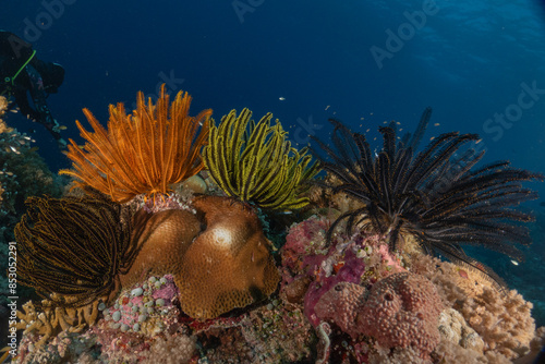 Coral reef and water plants at the Tubbataha Reefs, Philippines
 photo