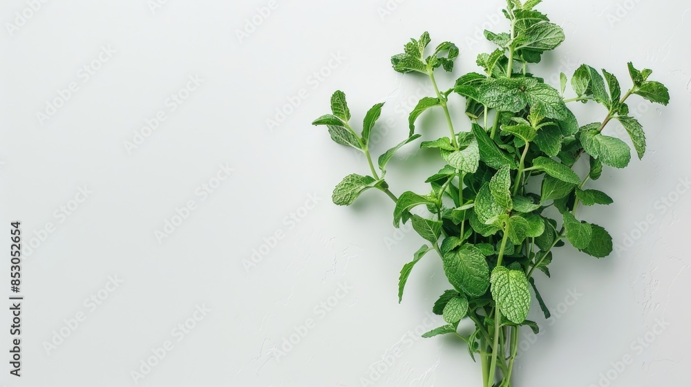 Fresh green mint bouquet on a white background Fresh green mint bouquet on a white background