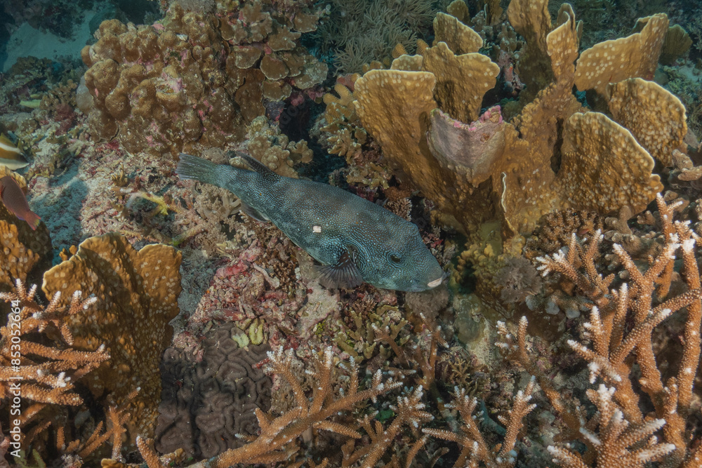 Fish swim at the Tubbataha Reefs national park Philippines
Fish swim at the Tubbataha Reefs national park Philippines