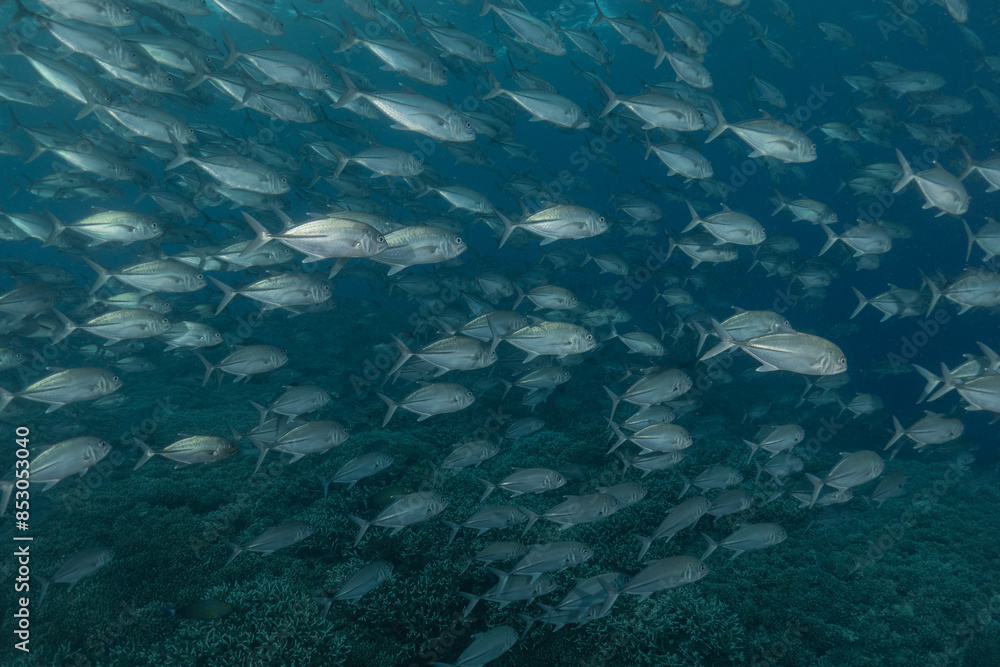 Fish swim at the Tubbataha Reefs national park Philippines
Fish swim at the Tubbataha Reefs national park Philippines