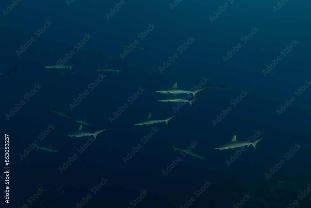 Thresher Shark swimming at the Tubbataha Reefs Philippines
Thresher Shark swimming at the Tubbataha Reefs Philippines