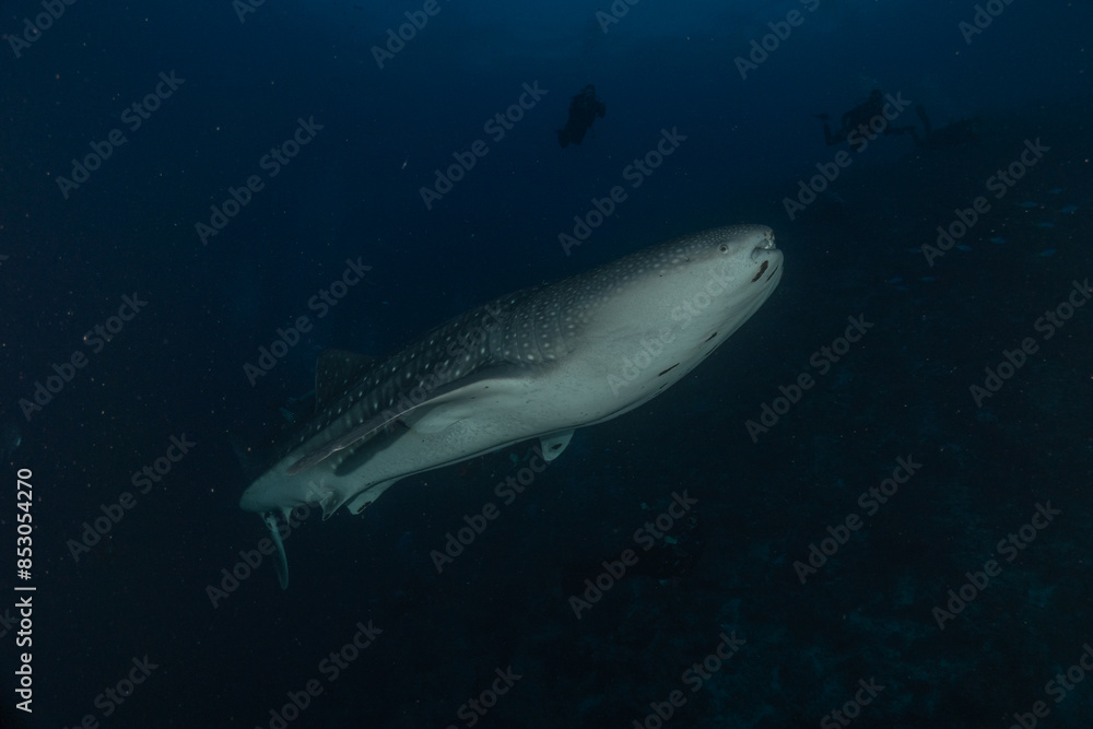 Fototapeta premium Whale shark at the tubbataha reef national park Philippines
