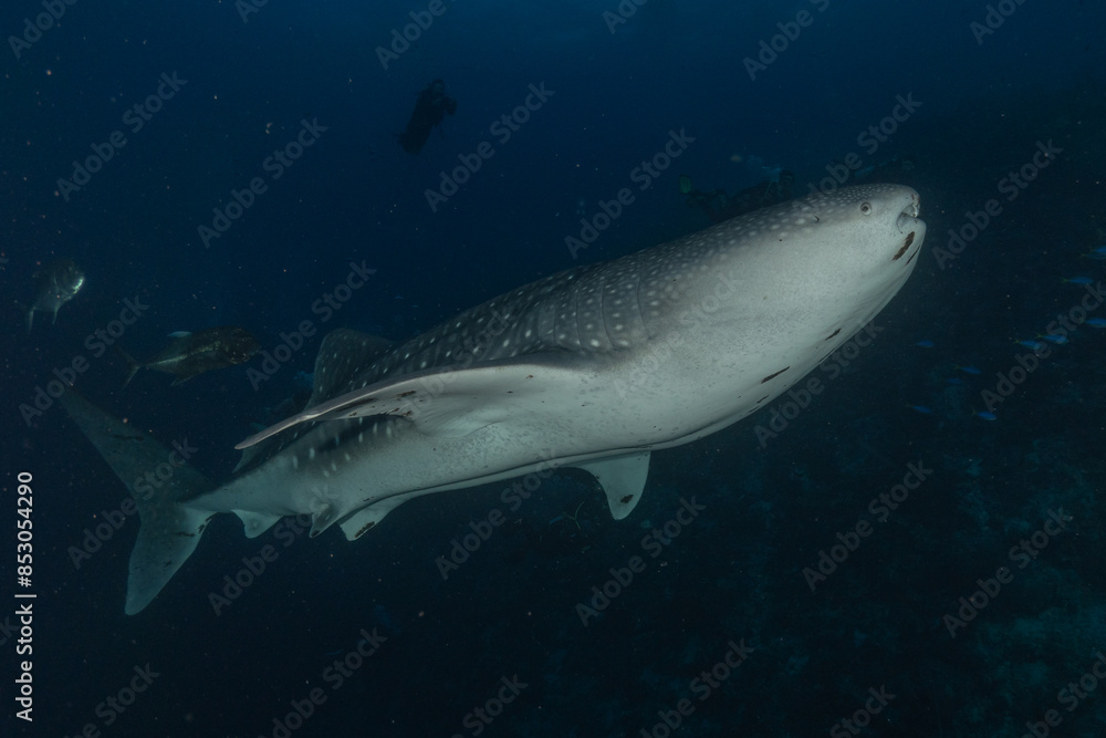 Fototapeta premium Whale shark at the tubbataha reef national park Philippines